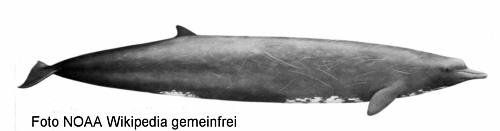 Baird-Wal (Berardius bairdii)