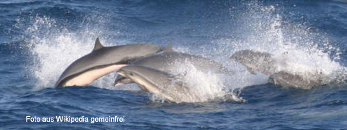 Borneodelfin (Lagenodelphis hosei)