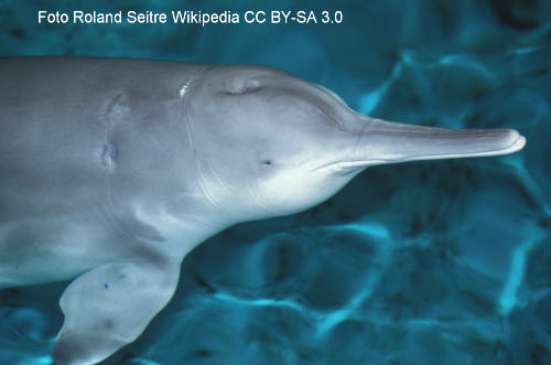 Chinesischer Flussdelfin (Lipotes vexillifer)