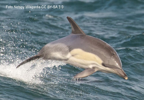 Delfin (Delphinus delphis)