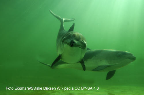 Delfin (Delphinus delphis)