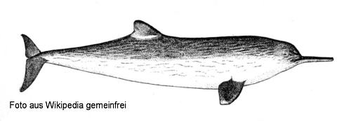 La-Plata-Delfin (Pontoporia blainvillei)