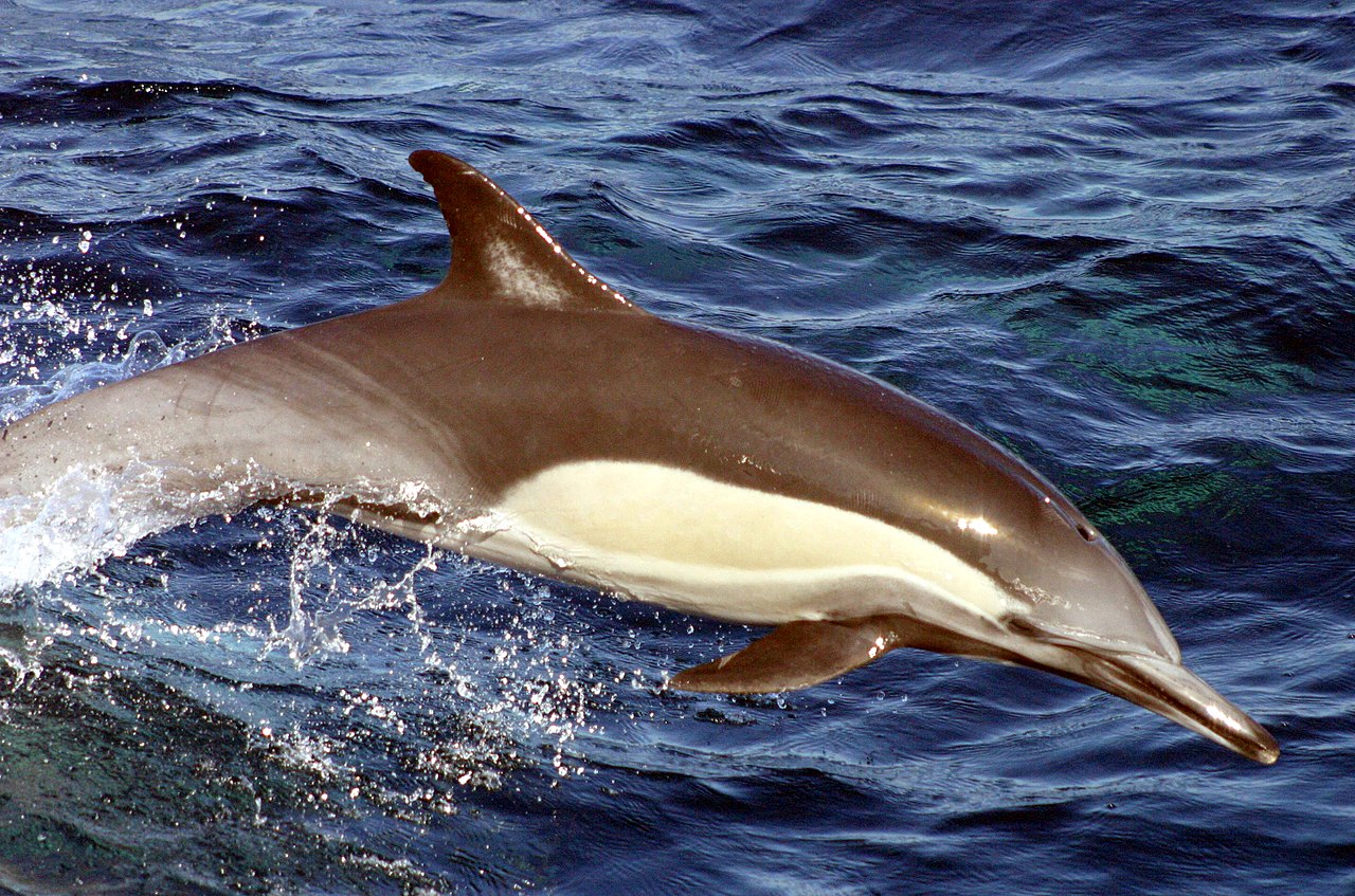 Langschnäuziger Gemeiner Delfin (Delphinus capensis)