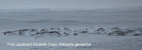 Südlicher Glattdelfin (Lissodelphis peronii)