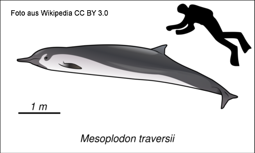 Bahamonde-Schnabelwal (Mesoplodon traversii)