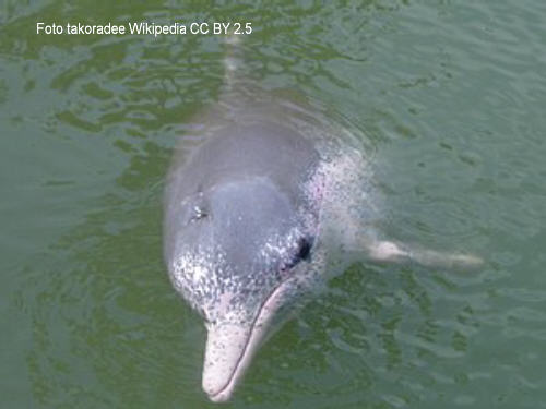Chinesischer Weißer Delfin (Sousa chinensis)