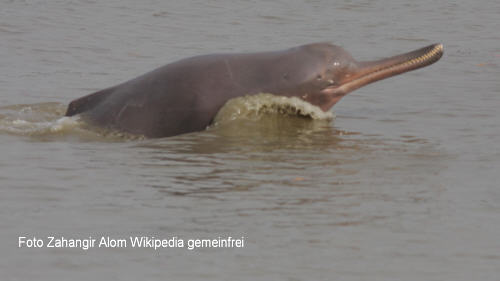 Gangesdelfin (Platanista gangetica)