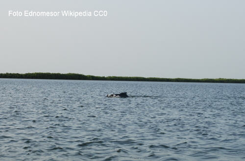Kamerunflussdelfin (Sousa teuszii)