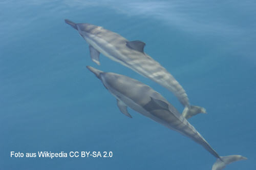 Delfin (Stenella longirostris)
