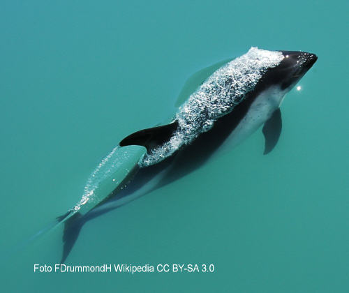 Peale-Delfin (Lagenorhynchus australis)