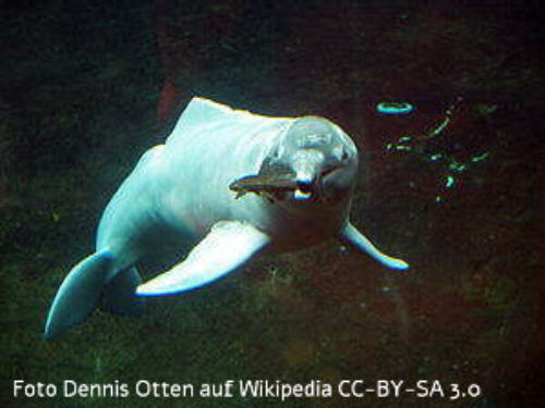 Amazonasdelfin (Inia geoffrensis)