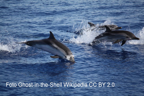 Blau-Weier Delfin (Stenella coeruleoalba)