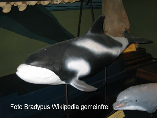 Weischnauzendelfin (Lagenorhynchus albirostris)