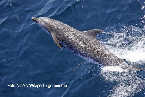 Zgeldelfin (Stenella frontalis)